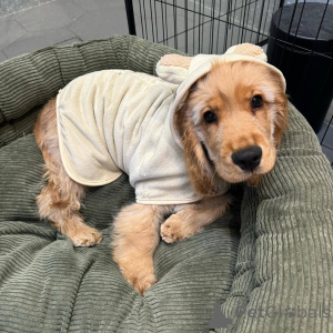 Foto №2 zu Ankündigung № 165206 zu verkaufen english cocker spaniel - einkaufen Belgien züchter