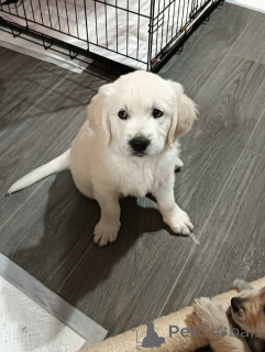 Foto №2 zu Ankündigung № 160265 zu verkaufen golden retriever - einkaufen USA quotient 	ankündigung