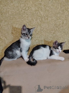 Foto №1. maine-coon-katze - zum Verkauf in der Stadt Baranovichi | 16€ | Ankündigung № 164382