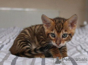 Foto №3. Atemberaubende Toyger-Kätzchen. Business WhatsApp 37256062792. Finnland