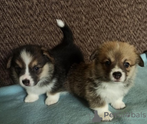 Foto №2 zu Ankündigung № 113345 zu verkaufen welsh corgi - einkaufen Serbien 