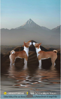 Foto №3. Basenji-Welpen, rot-weiß und dreifarbig. Serbien