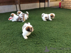 Foto №1. shih tzu - zum Verkauf in der Stadt Jetten | 580€ | Ankündigung № 175186