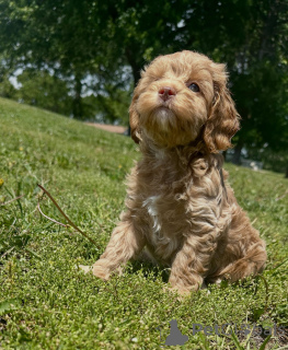 Foto №3. Cavapoo-Welpen zur Adoption vom Tierarzt untersucht und geimpft. Deutschland