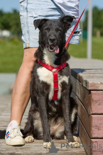 Foto №2 zu Ankündigung № 145974 zu verkaufen mischlingshund - einkaufen Russische Föderation quotient 	ankündigung