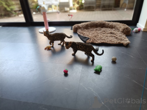 Foto №2 zu Ankündigung № 167818 zu verkaufen bengal katzenrasse - einkaufen Deutschland 
