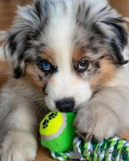 Foto №1. australian shepherd - zum Verkauf in der Stadt St. Petersburg | 400€ | Ankündigung № 101135