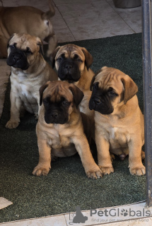 Foto №1. bullmastiff - zum Verkauf in der Stadt Timișoara | 1500€ | Ankündigung № 120061