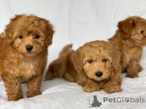 Foto №4. Ich werde verkaufen havaneser in der Stadt Brondby. quotient 	ankündigung, züchter - preis - 500€