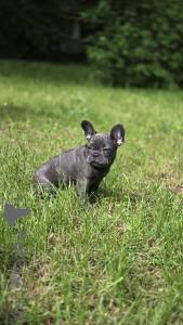 Foto №2 zu Ankündigung № 169204 zu verkaufen französische bulldogge - einkaufen Russische Föderation züchter