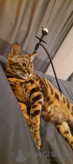 Foto №3. Welpen zu verkaufen Ca De Bou. Russische Föderation