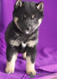 Foto №2 zu Ankündigung № 171119 zu verkaufen shiba - einkaufen Großbritannien 