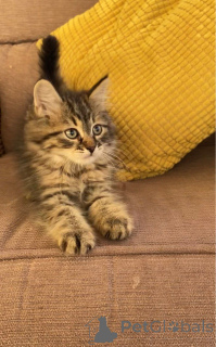 Foto №2 zu Ankündigung № 172081 zu verkaufen sibirische katze - einkaufen Niederlande quotient 	ankündigung