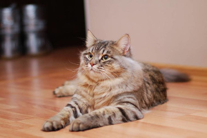 Foto №1. Paarung Service - züchten: sibirische katze. Preis - 32€