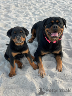 Foto №2 zu Ankündigung № 163770 zu verkaufen rottweiler - einkaufen Niederlande quotient 	ankündigung, züchter