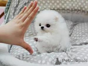 Foto №1. pommersche spitz - zum Verkauf in der Stadt Brüssel | Frei | Ankündigung № 165734