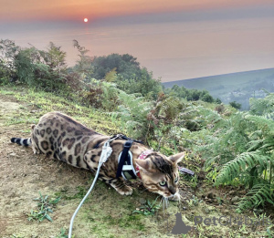 Foto №1.  - zum Verkauf in der Stadt Батуми | 1594€ | Ankündigung № 140977