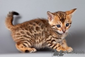 Foto №1. bengal katzenrasse - zum Verkauf in der Stadt Murcia | verhandelt | Ankündigung № 176371