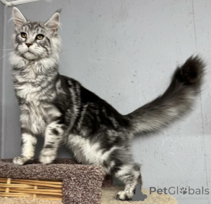 Foto №1. maine-coon-katze - zum Verkauf in der Stadt Baden-Baden | 990€ | Ankündigung № 163714