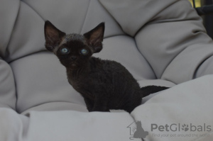 Foto №2 zu Ankündigung № 121022 zu verkaufen devon rex - einkaufen Deutschland quotient 	ankündigung, züchter