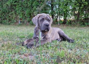 Zusätzliche Fotos: Cane Corso Italiano Welpen (FCI)