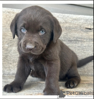 Foto №1. labrador retriever - zum Verkauf in der Stadt Berlin | 450€ | Ankündigung № 47667