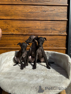 Zusätzliche Fotos: Italian greyhound puppies available for booking