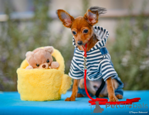 Foto №1. russkiy toy - zum Verkauf in der Stadt Haifa | 1744€ | Ankündigung № 160398