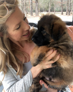 Foto №4. Ich werde verkaufen deutscher schäferhund in der Stadt Arlington. quotient 	ankündigung - preis - 430€