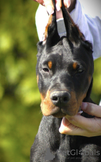 Zusätzliche Fotos: Dobermann-Welpen zu verkaufen