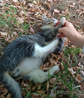 Foto №3. Ein geselliges, neugieriges Kätzchen sucht ein Zuhause.. Russische Föderation