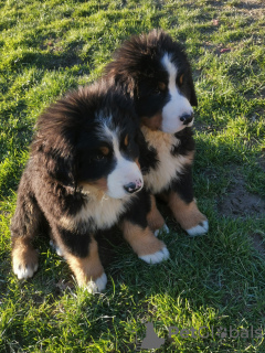 Foto №2 zu Ankündigung № 40307 zu verkaufen berner sennenhund - einkaufen Frankreich züchter