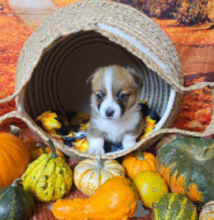 Foto №1. welsh corgi - zum Verkauf in der Stadt Benapole | verhandelt | Ankündigung № 169263