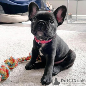 Foto №1. französische bulldogge - zum Verkauf in der Stadt Эспоо | verhandelt | Ankündigung № 123681