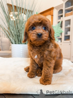 Foto №1. labradoodle - zum Verkauf in der Stadt Amberg | 650€ | Ankündigung № 157474