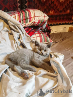 Foto №3. Britischer Kurzhaar. WhatsApp 44 7453 907158. Deutschland