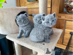 Foto №1. russisch blau - zum Verkauf in der Stadt Espoo | verhandelt | Ankündigung № 173421