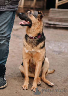 Foto №1. mischlingshund - zum Verkauf in der Stadt St. Petersburg | Frei | Ankündigung № 165126