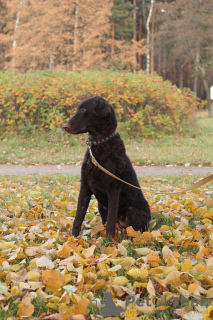 Foto №1. curly coated retriever - zum Verkauf in der Stadt St. Petersburg | verhandelt | Ankündigung № 43429