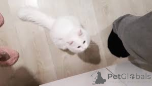 Foto №3. Chatons Angora Turc zu verkaufen. Belgien