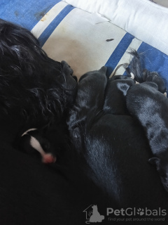 Foto №2 zu Ankündigung № 133622 zu verkaufen  - einkaufen Spanien quotient 	ankündigung