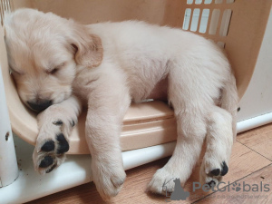 Foto №3. Zu Hause ausgebildete Golden Retriever-Welpen stehen jetzt zum Verkauf. Deutschland