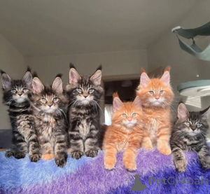 Foto №1. maine-coon-katze - zum Verkauf in der Stadt Prag | 250€ | Ankündigung № 155793