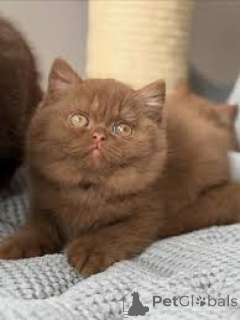 Foto №3. Chatons Exotic Shorthair kehren zu ihrer neuen Familie zurück.. Frankreich