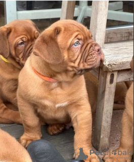 Foto №1. bullmastiff - zum Verkauf in der Stadt Stockholm | verhandelt | Ankündigung № 113203