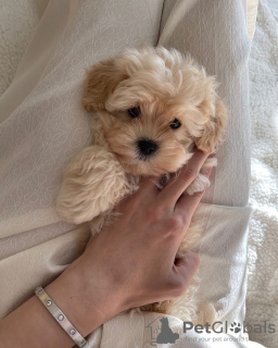 Zusätzliche Fotos: Maltipoo-Welpen, aufgewachsen in einem Familienhaus