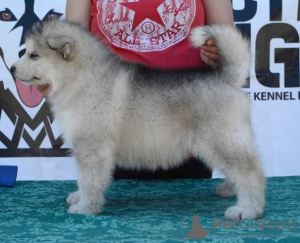 Foto №3. Alaskan Malamute Welpen. Serbien