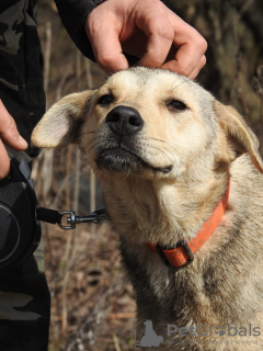 Foto №1. mischlingshund - zum Verkauf in der Stadt Москва | Frei | Ankündigung № 41162