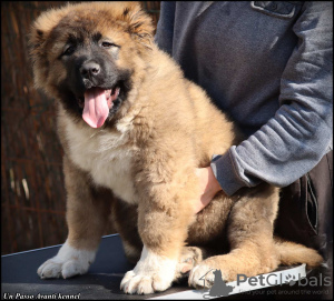 Zusätzliche Fotos: Kaukasische Schäferhundwelpen zu verkaufen