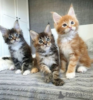 Foto №3. Entzückende Maine-Coon-Kätzchen zur Adoption verfügbar!. Deutschland